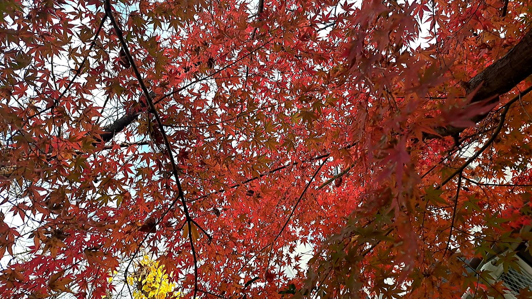 秋の感じが好きだな