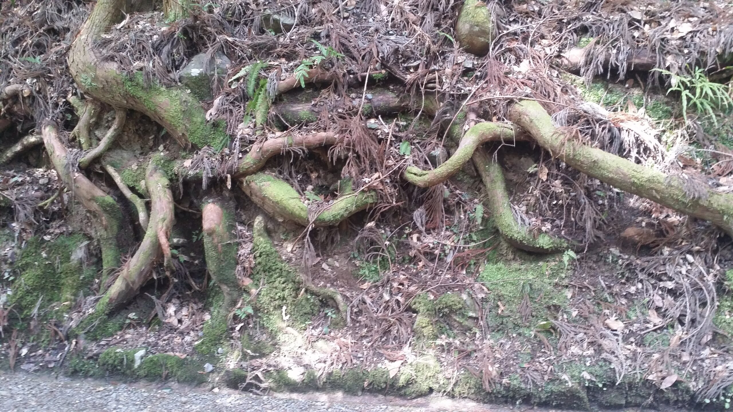 昔からたまに木が顔とか体とか生き物?がいるように見えるんだが一緒の人おらん?